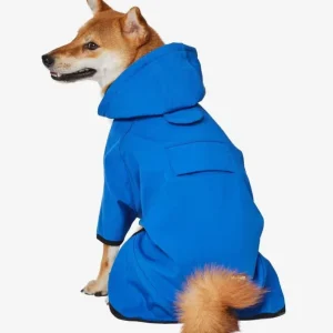 Hooded Softshell Waterproof Jacket in Dazzling Blue