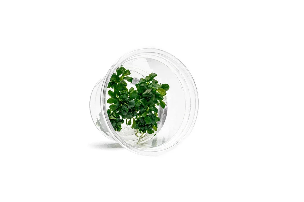 Bucephalandra Sintang Green UNS Tissue Culture - Image 2