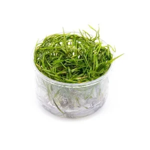 Cryptocoryne Crispatula Tonkinensis UNS Tissue Culture