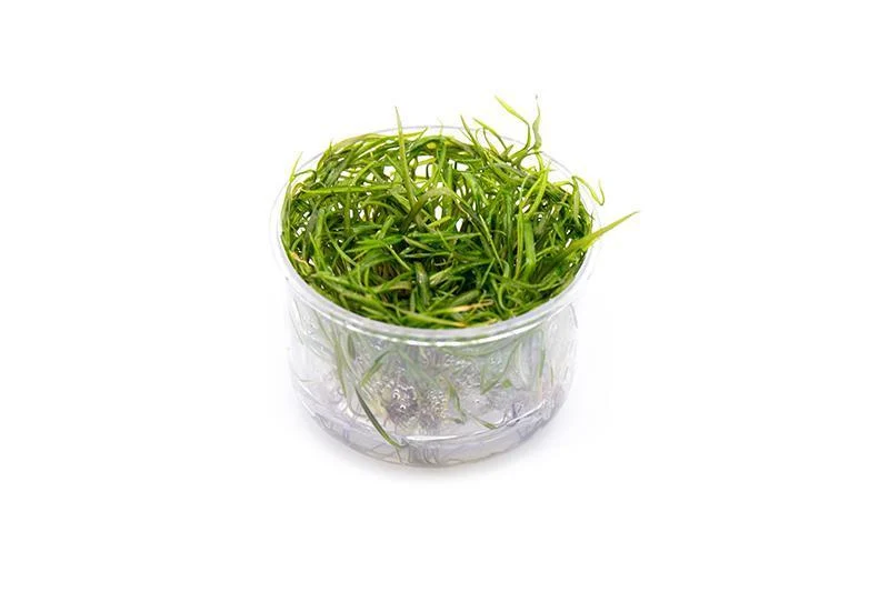 Cryptocoryne Crispatula Tonkinensis UNS Tissue Culture
