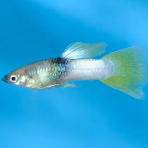 Pingu Guppy, Male