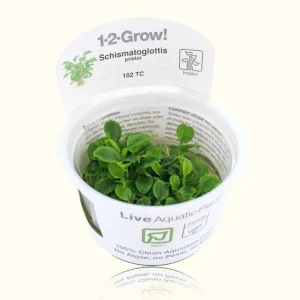 Schismatoglottis Prietoi Tissue Culture