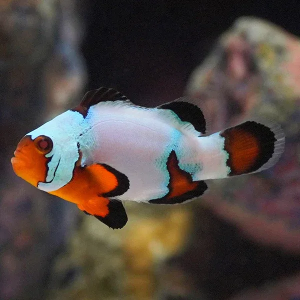 Captive-Bred Black Ice Clownfish - Image 2