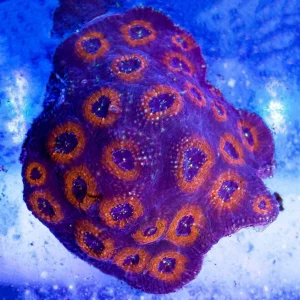 Acan Brain Coral 4.5" WYSIWYG