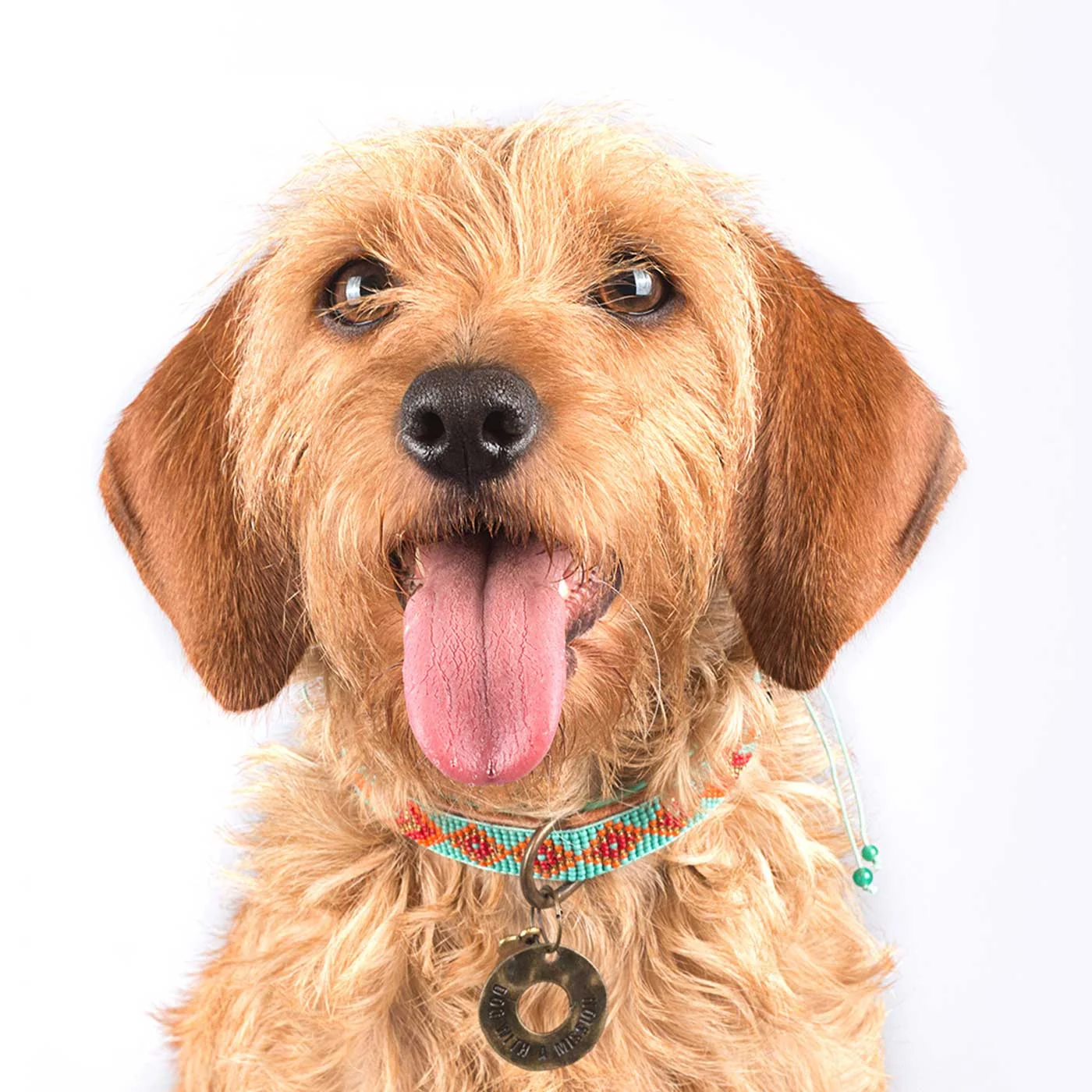 Paddy Lee Dog Collar by DWAM - Image 2