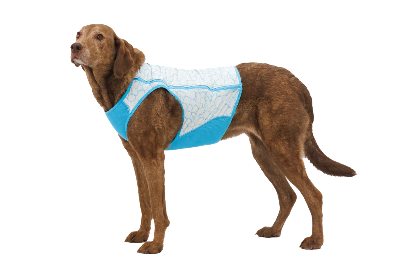 Swamp Cooler Zip™ Cooling Dog Vest - Image 2