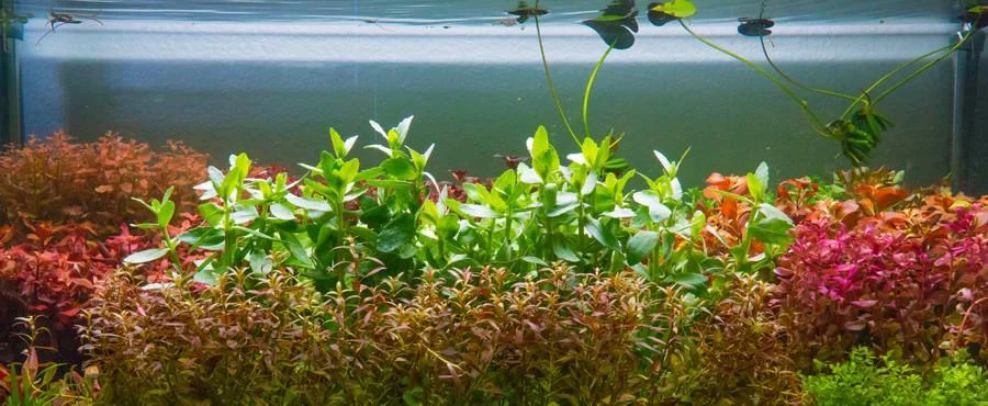 Ludwigia Inclinata - Image 2