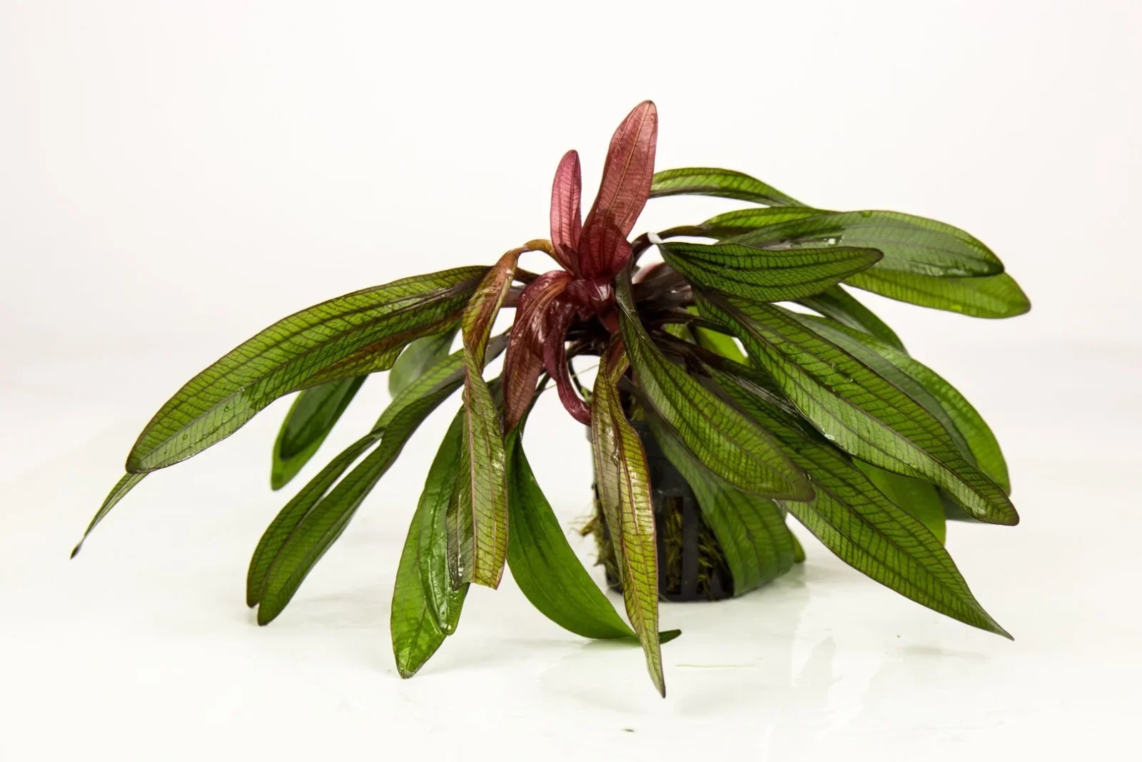 Echinodorus Horemanii Red Sword - Image 2