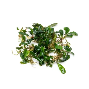 Bucephalandra Peacock