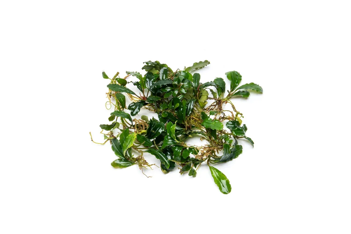Bucephalandra Peacock