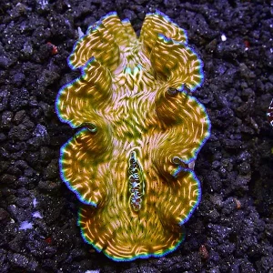 Aquacultured Derasa Clam