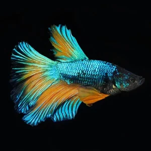 Blue Mustard Betta, Male
