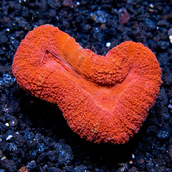 Australian Open Brain Coral, Super Red