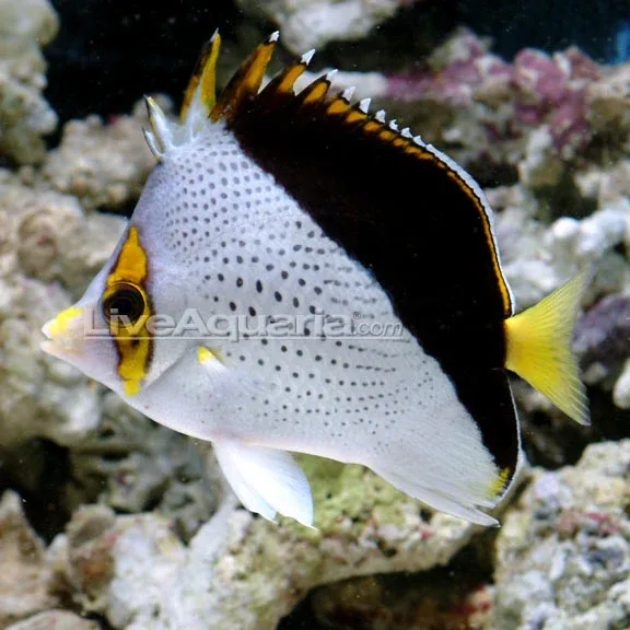 Tinkeri Butterflyfish
