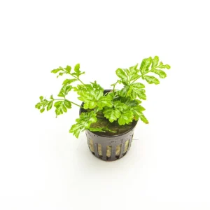 Pteris Ensiformis