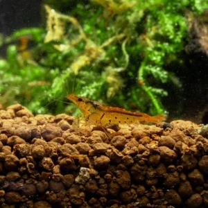 Tangerine Tiger Shrimp