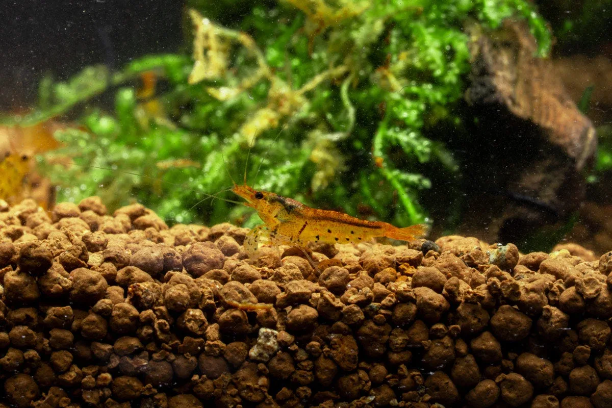 Tangerine Tiger Shrimp