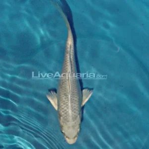 Platinum Ogon High Quality Koi, Japan Strain