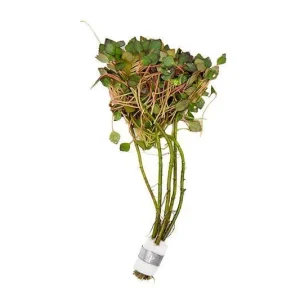 Ludwigia Sedioides