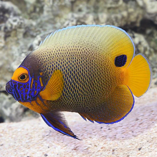 Blueface Angelfish - Image 2