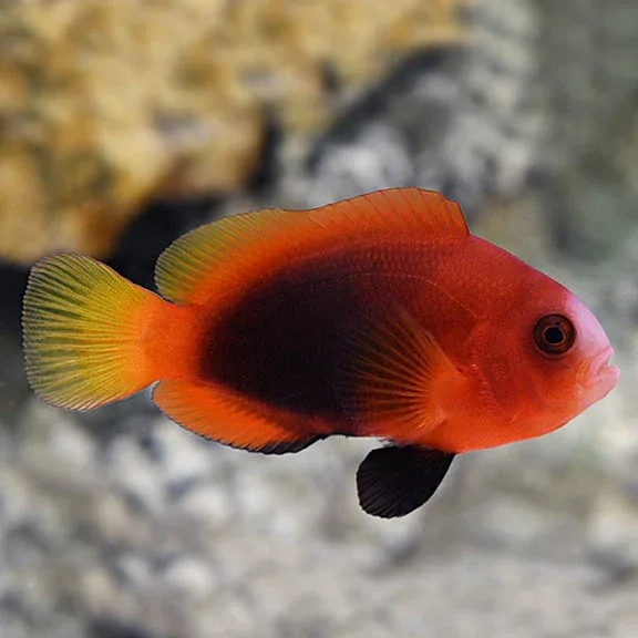 Proaquatix Captive-Bred Cinnamon Clownfish - Image 2