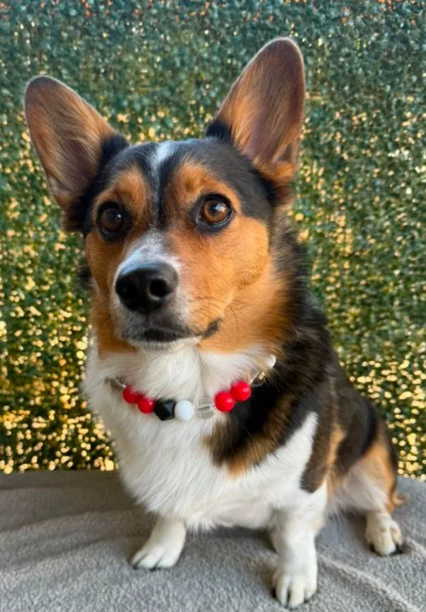 Cooper Dainty Collective Beaded Collar - Image 2