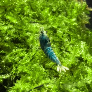 Blue Bolt Shrimp (A Grade)