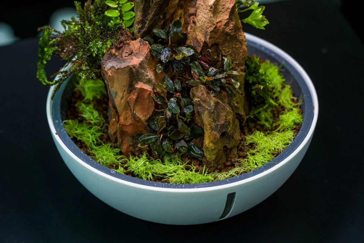 Bucephalandra Brownie Ghost UNS Tissue Culture - Image 2