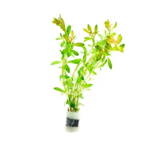 Ludwigia Crystal