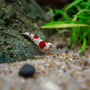 Crystal Red Shrimp (S-SS Grade)