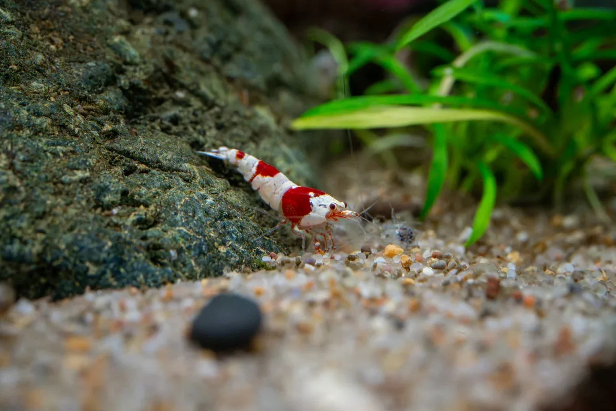 Crystal Red Shrimp (S-SS Grade)