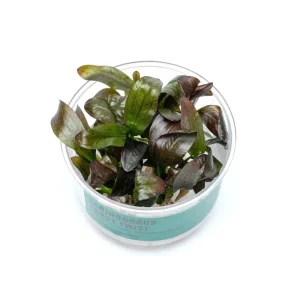 Echinodorus Fancy Twist UNS Tissue Culture
