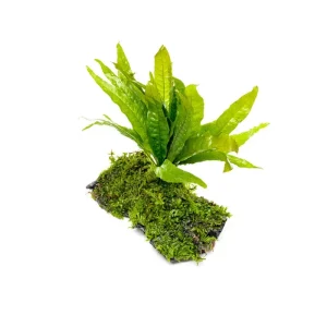 Christmas Moss and Java Fern on Driftwood