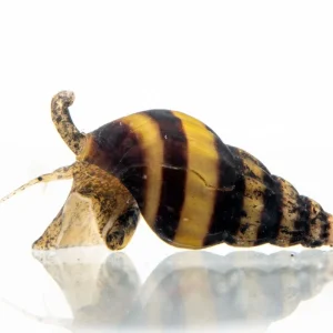 Assassin Snails