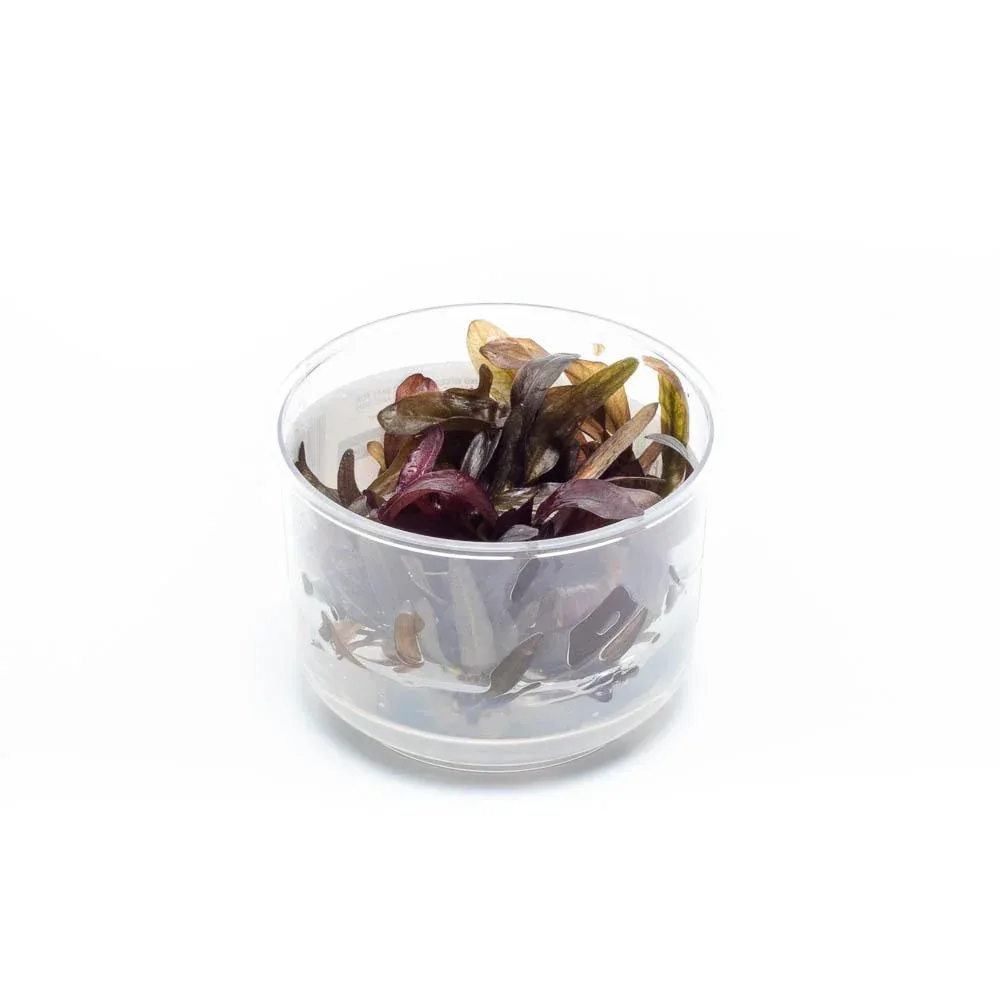 Echinodorus Horemanii Red Tissue Culture