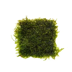 Weeping Moss on Stainless Steel