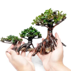 Bucephalandra on Bonsai Tree