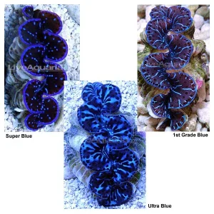 Red Sea Maxima Clam Blue, Aquacultured