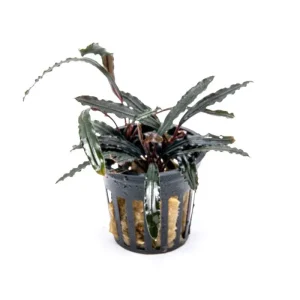 Bucephalandra Velvet 3 Color Pot