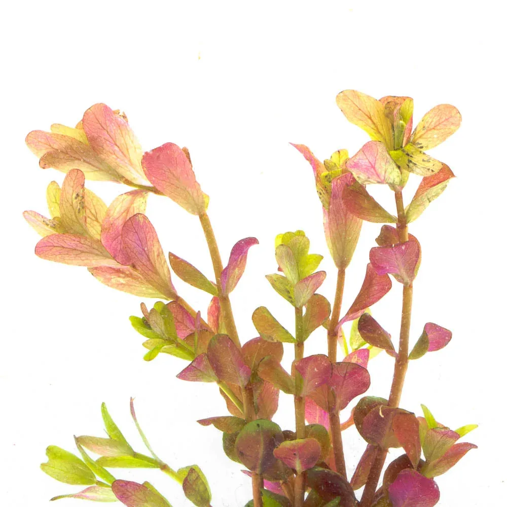Rotala Rotundifolia Orange Juice - Image 2