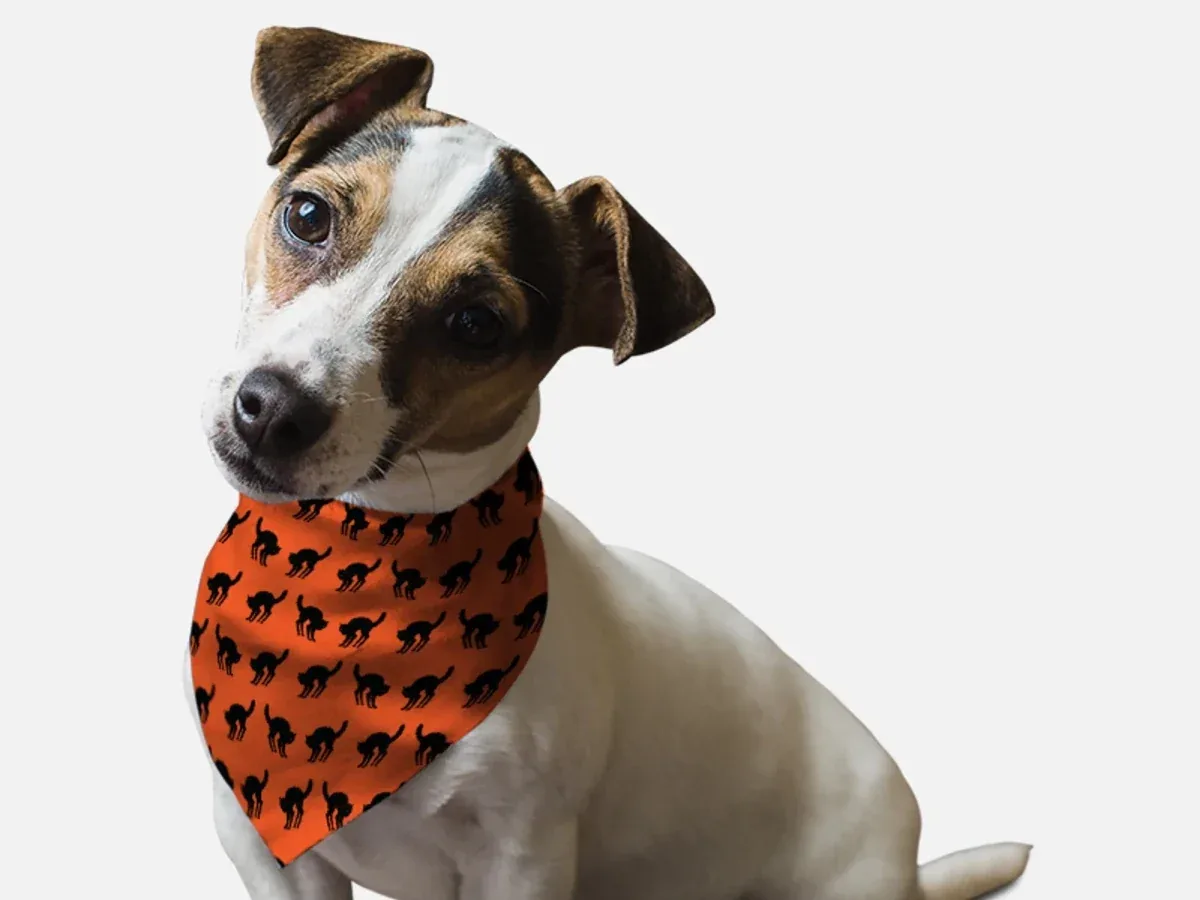 Scaredy Cat Dog Bandana by BanDoggies