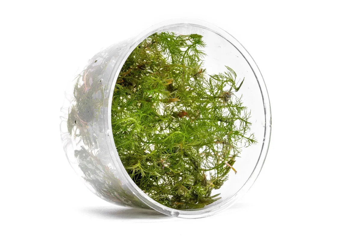 Myriophyllum Aquaticum 'Roraima' UNS Tissue Culture - Image 2
