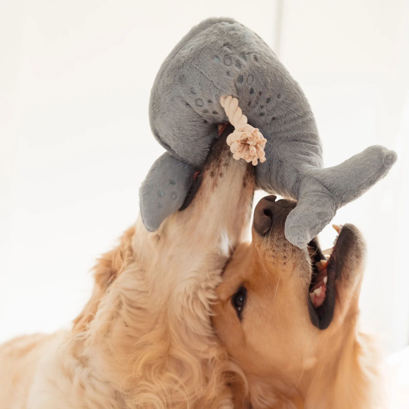 Wally The Whale - Image 2