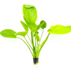 Echinodorus Palaefolius