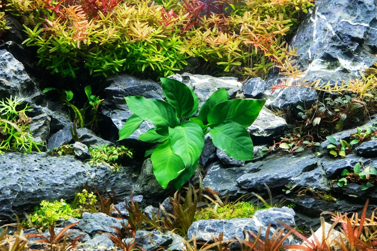 Anubias Barteri - Image 2