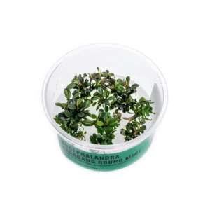 Bucephalandra Kedagang Round Mini Tissue Culture