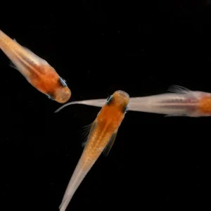 Oryzias Sp Red Cap Medaka Rice Fish