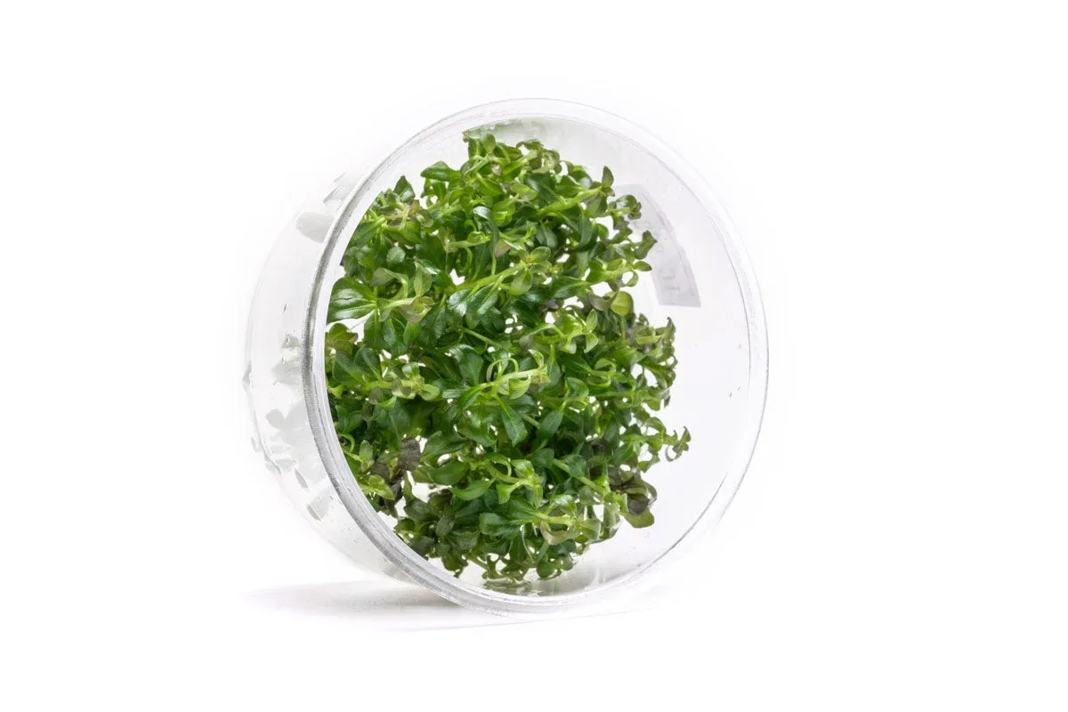 Ludwigia Peruensis UNS Tissue Culture - Image 2