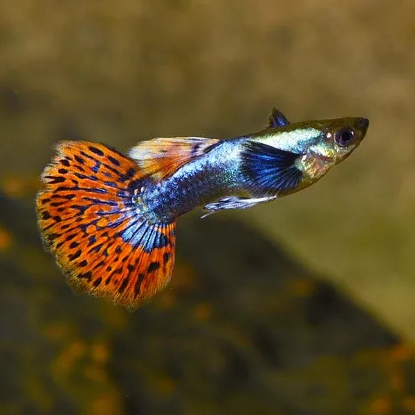 Dumbo Ear Guppy Group, Male - Image 2