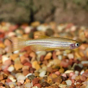 Gold Longfin Danio
